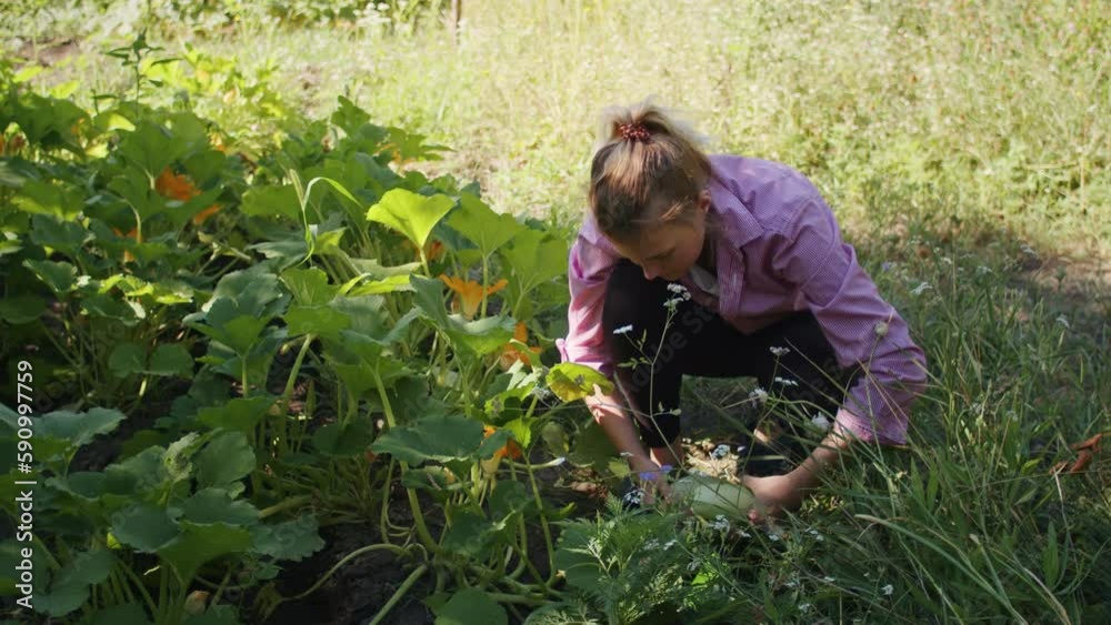 Witness the satisfaction of a successful harvest as a woman gathers freshly picked zucchini from her garden. With her basket and knife, she collects the bounty of her hard work in agriculture.
