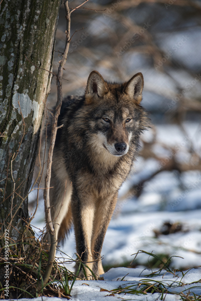 Fototapeta premium Wolf in the forest up close. Wild animal in the natural habitat