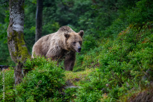 Wild Brown Bear in the summer forest. Animal in natural habitat. Wildlife scene