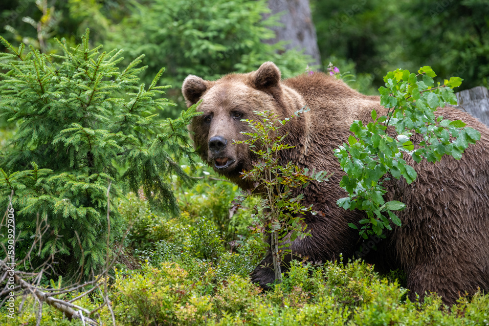 Wild Brown Bear in the summer forest. Animal in natural habitat. Wildlife scene Wild Brown Bear in the summer forest. Animal in natural habitat. Wildlife scene
