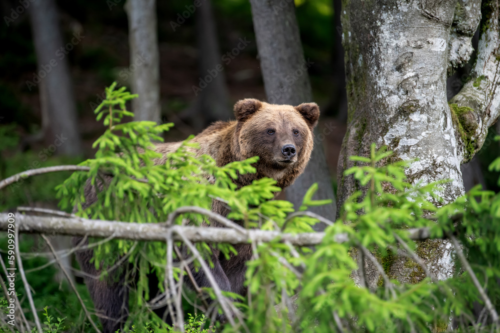 Wild Brown Bear in the summer forest. Animal in natural habitat. Wildlife scene Wild Brown Bear in the summer forest. Animal in natural habitat. Wildlife scene