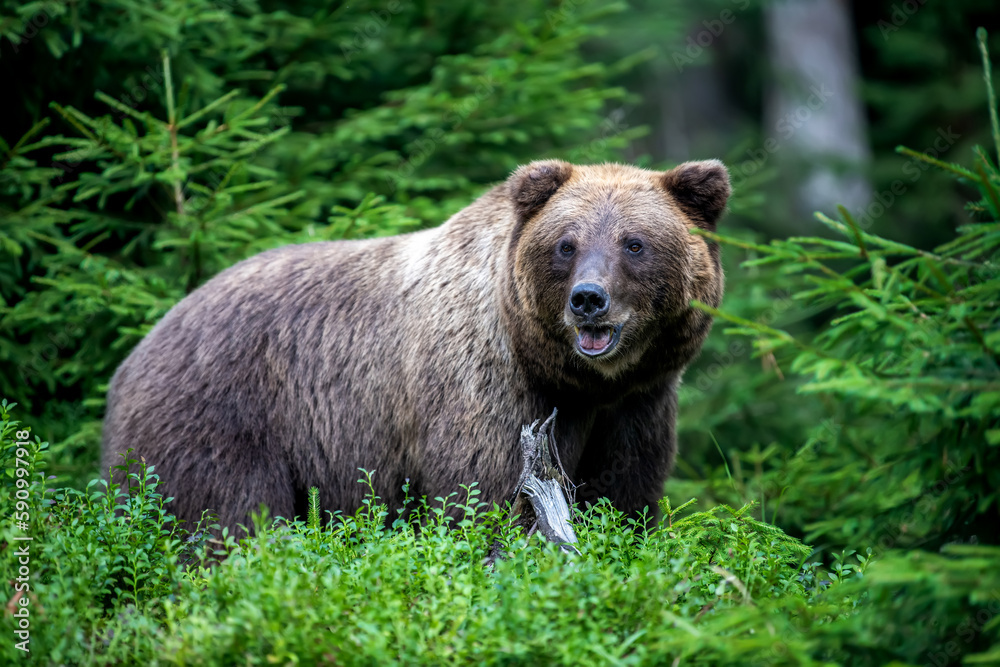 Wild Brown Bear in the summer forest. Animal in natural habitat. Wildlife scene Wild Brown Bear in the summer forest. Animal in natural habitat. Wildlife scene