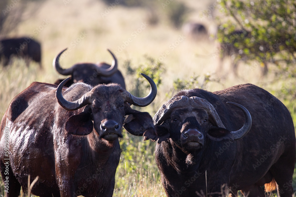 Water buffalo, bovidae, Bovidaeam, photographed on a safari in the savannah of Africa. Buffalo herd in the morning in sunshine, Tsavo National Park, Kenya Africa Water buffalo, bovidae, Bovidaeam, photographed on a safari in the savannah of Africa. Buffalo herd in the morning in sunshine, Tsavo National Park, Kenya Africa