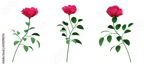 Fototapeta Naklejka Na Ścianę i Meble -  Red rose on transparent background, flowers plant, 3d render illustration.