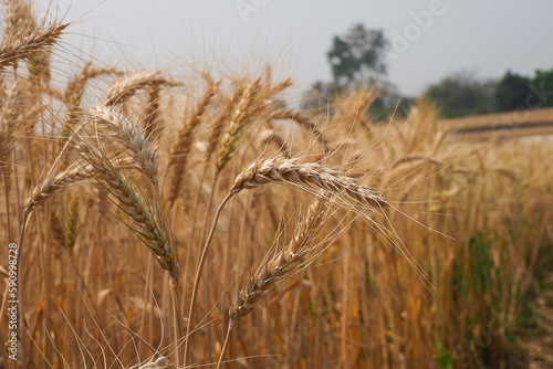 Golden ripe ears of wheat. Wheat field. Ears of golden wheat