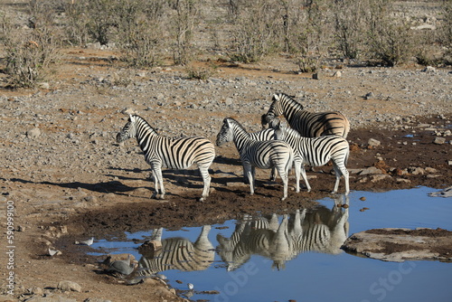 Reflection of the animals in Namibia  Etosha National Park