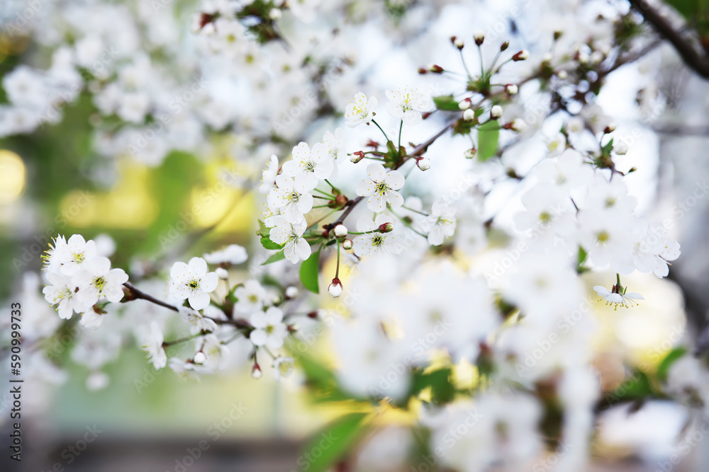 White flower on the tree. Apple and cherry blossoms. Spring flowering.