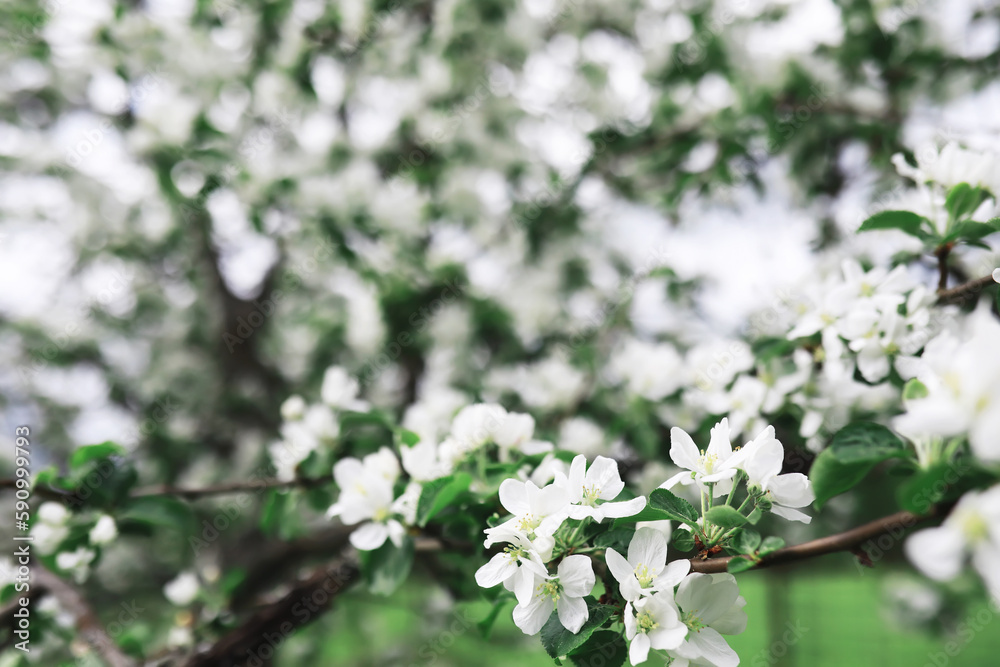 White flowers on a green bush. The white rose is blooming. Spring cherry apple blossom.