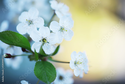 White flower on the tree. Apple and cherry blossoms. Spring flowering. © alexkich