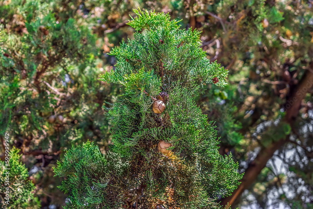 A branch of a cypress growing in Budva with green needles and cones, Montenegro. Coniferous tree with brown fruits in the Balkans, close-up A branch of a cypress growing in Budva with green needles and cones, Montenegro. Coniferous tree with brown fruits in the Balkans, close-up