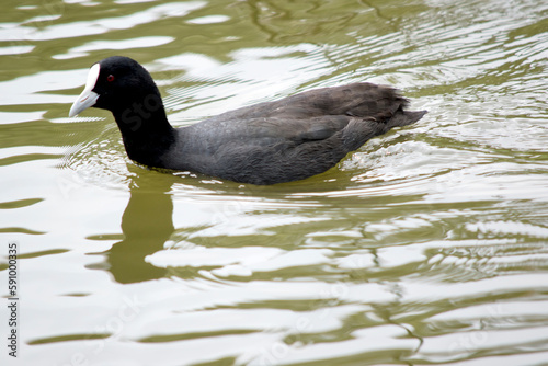 the Eurasian coot is swimming in the lake