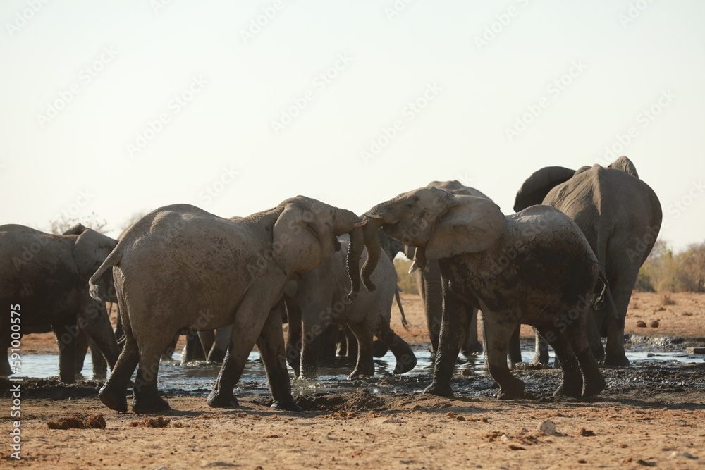 Fototapeta premium Elephant Family has a great time in swamp, Namibia Etosha National Park