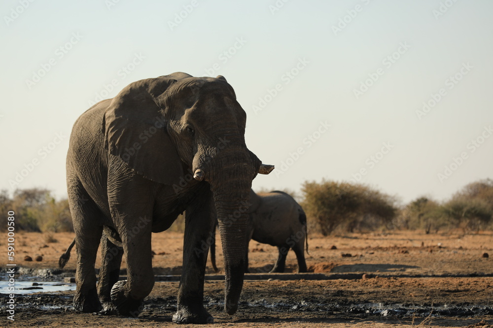 Fototapeta premium Elephant Family has a great time in swamp, Namibia Etosha National Park