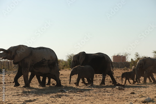 Elephant Family has a great time in swamp, Namibia Etosha National Park