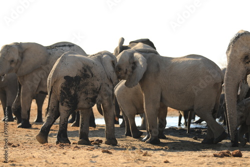 Elephant Family has a great time in swamp  Namibia Etosha National Park