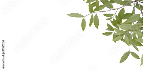 Green leaves on transparent background, 3d render.