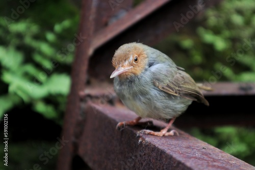 beautiful bird perched on iron