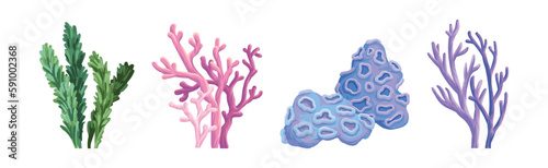 Corals and Seaweed as Growing Underwater Flora and Sea Plants Vector Set