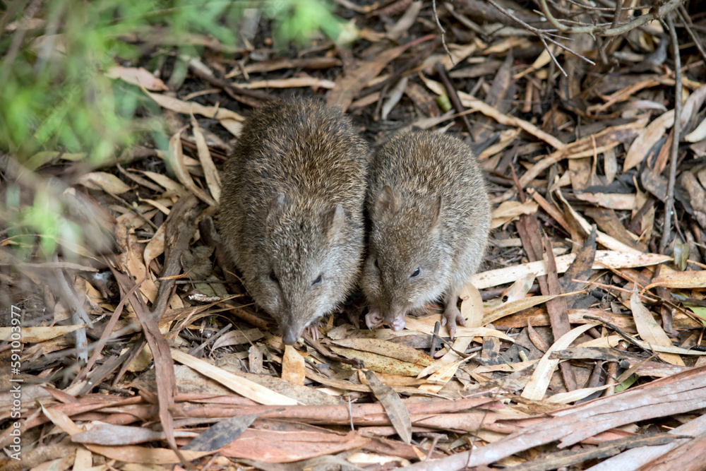 the two potoroos are searching for food the two potoroos are searching for food