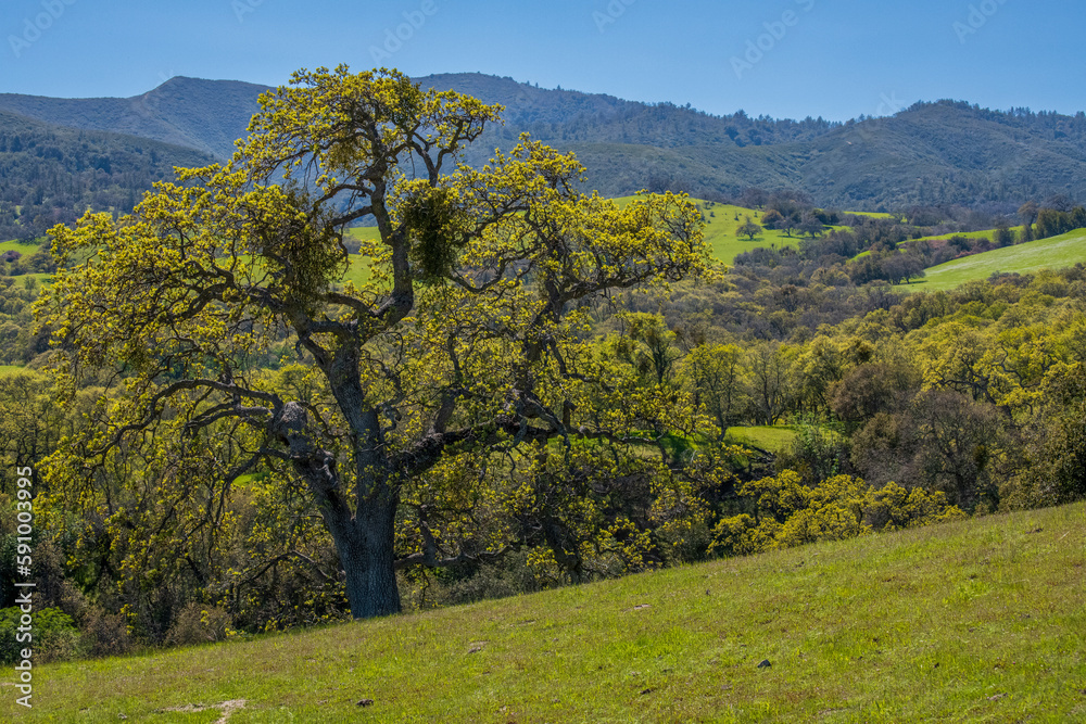 Fototapeta premium landscape with oak trees in spring season