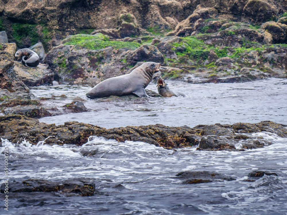 Fototapeta premium Australian Sea Lion With Pup