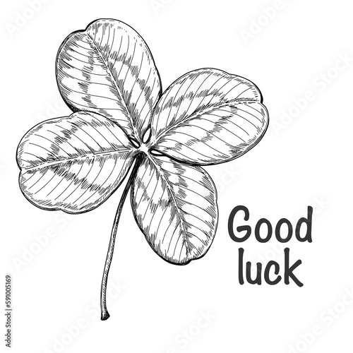 clover with four leaves sketch pen and ink vintage illustration, draft silhouette drawing, black isolated on white background. Botanical graphic etching design.