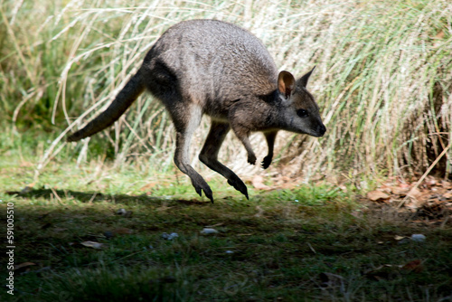 the tammar wallaby is hopping in the air
