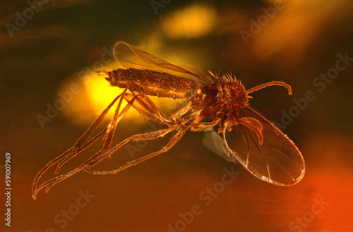 Pilzmücke Mücke unter dem Mikroskop, Nahaufnahme, Makrofotografie photo
