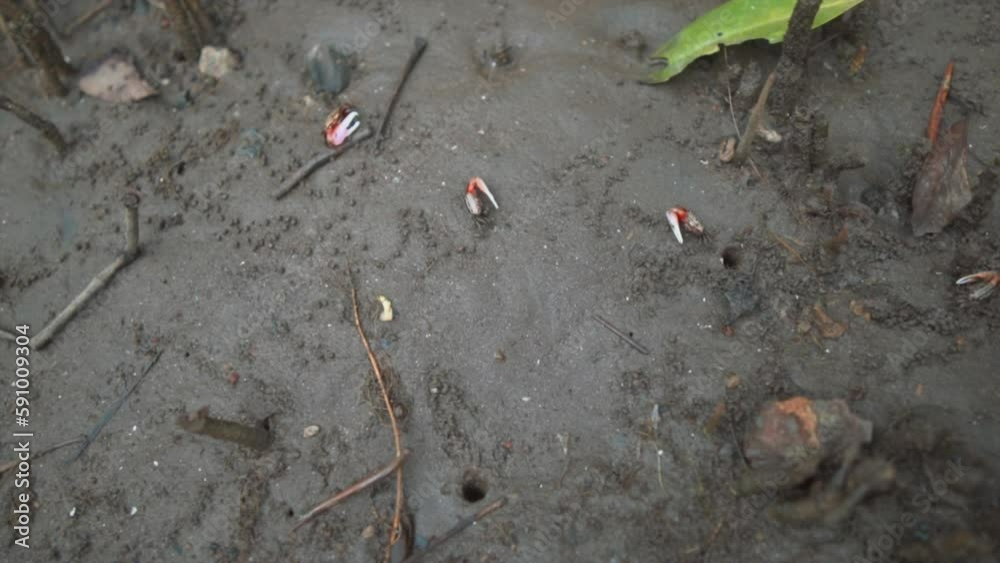 crab claws reaching out of the dirt and mud. low tide. crab claws reaching out of the dirt and mud. low tide.