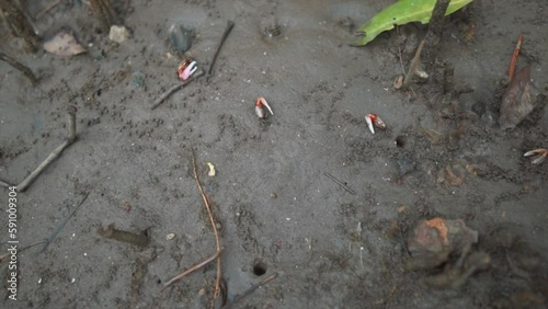 Wallpaper Mural crab claws reaching out of the dirt and mud. low tide. Torontodigital.ca