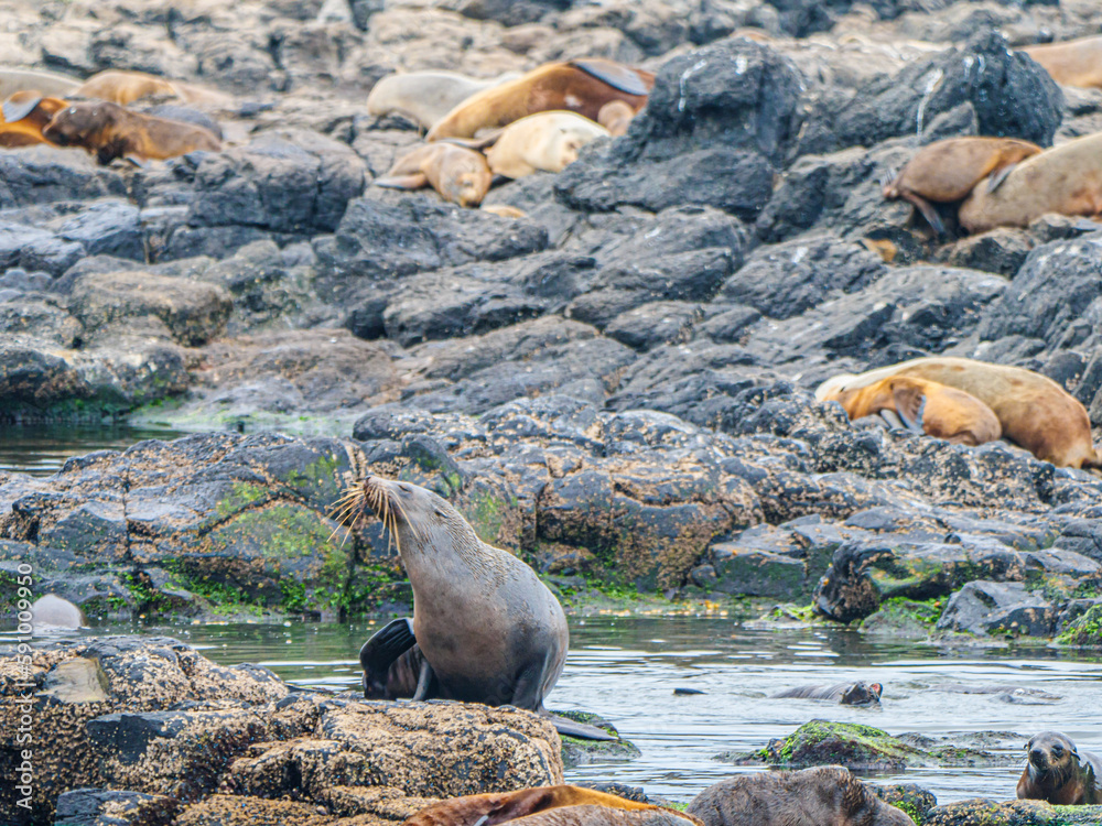 Fototapeta premium Whiskery Seal