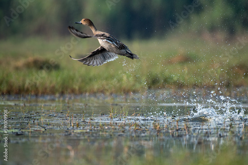 Gadwall duck bird flying out of water in the wetlands with use of selective focus