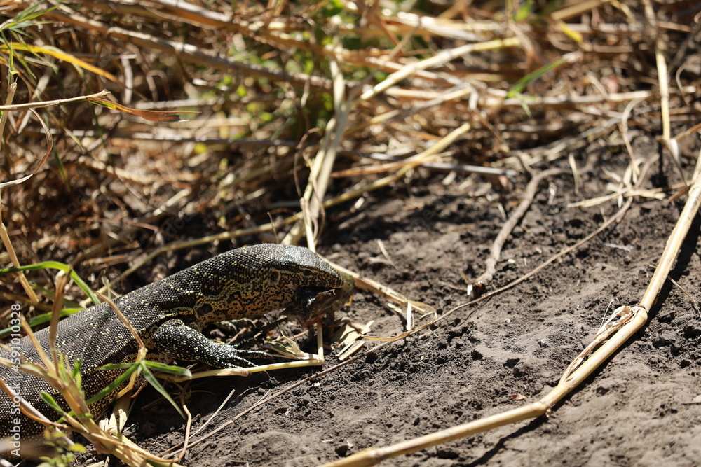 Lizard Fighs against Mongooses Lizard Fighs against Mongooses