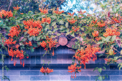 Pyrostegia venusta flower, also known as flamevine or orange trumpet vine of the family Bignoniaceae,  an evergreen, vigorously-growing climber. A fence in the Chinese traditional style.  photo