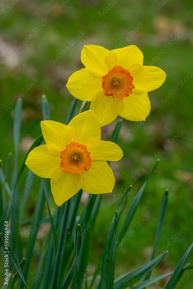 Two Narcissus Fortissimo Daffodils flowers Two Narcissus Fortissimo Daffodils flowers