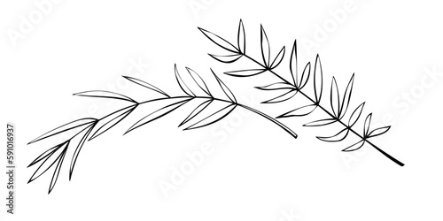 Vector outline spice rosemary sprigs in doodle style. Clip art for kitchen, design of packaging and wrapping paper, menus, restaurants, products