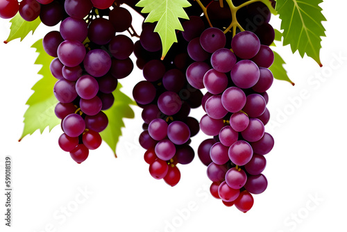 Hanging cluster of red grapes isolated on white background