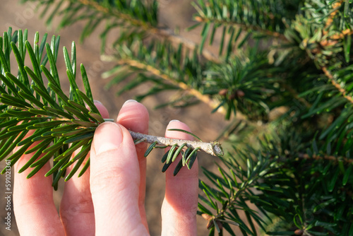 Obraz na plátně Pruning fir with pruning shears in spring