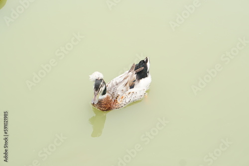 Fototapeta Naklejka Na Ścianę i Meble -  Ducks float on the water surface in the garden.