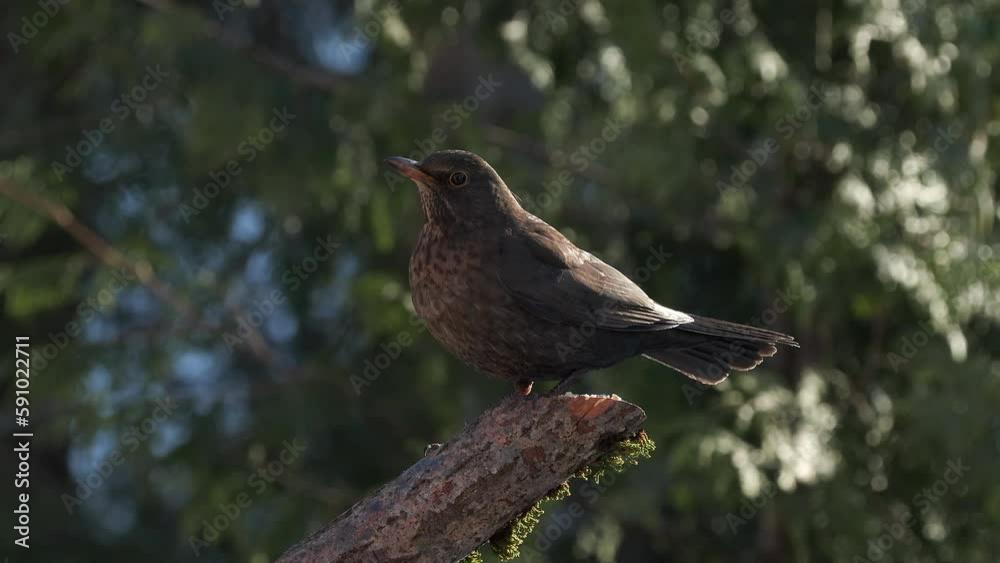 blackbird female animal on branch backlit sunny alert turn jump away Turdus merula natural world norway blackbird female animal on branch backlit sunny alert turn jump away Turdus merula natural world norway
