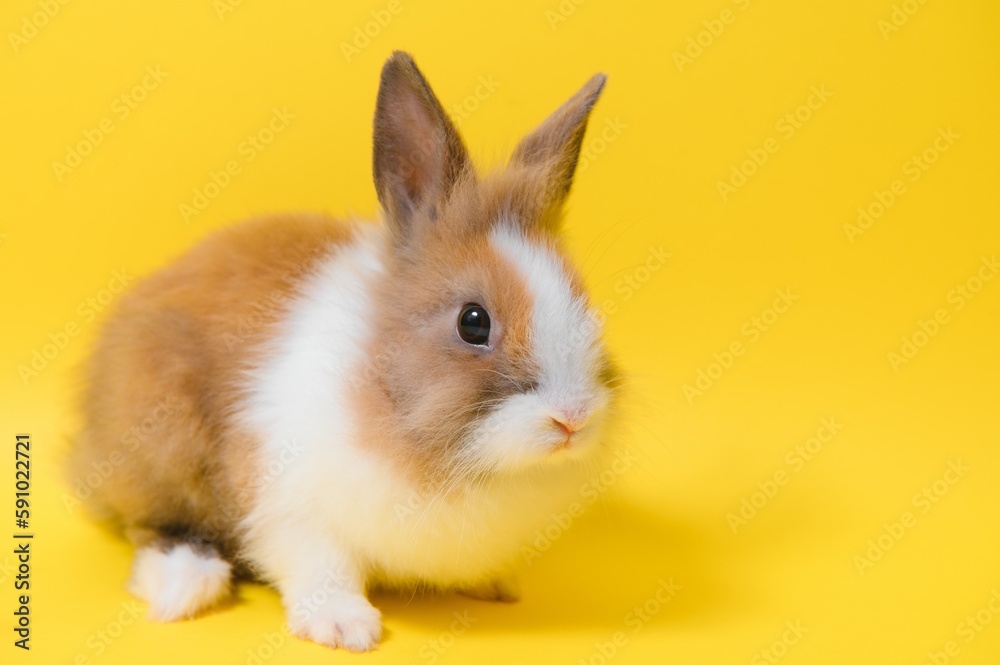 Rabbit on yellow background. Domestic animal, pet. Copyspace. Spring, Easter.