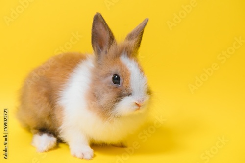 Rabbit on yellow background. Domestic animal, pet. Copyspace. Spring, Easter.
