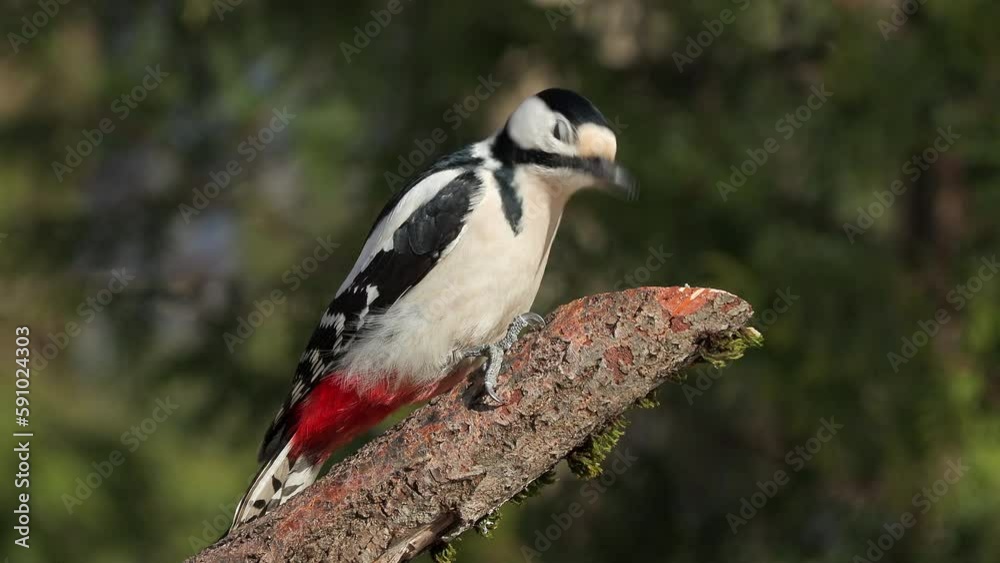 great spotted woodpecker male bird feed side view watch alert Dendrocopos major natural world norway great spotted woodpecker male bird feed side view watch alert Dendrocopos major natural world norway