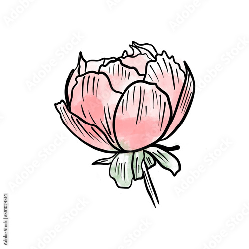 Vector illustration hand drawn flower bud with pink spot, line art