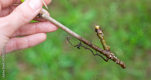Obraz na plátně The stem of a branch with germinating rudiments of roots close-up - vegetative r