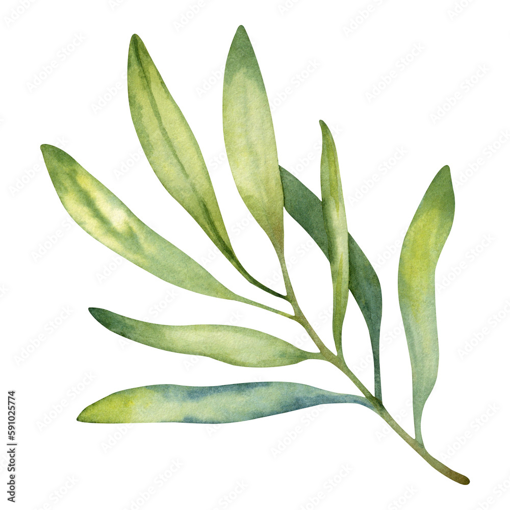 Hand drawn watercolor green olive branch. Floral illustration isolated on a white background.
