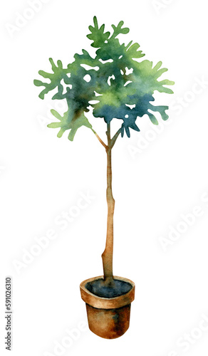 Watercolor illustration of potted olive tree isolated on a white background