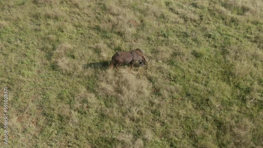Drone aerial, Wildebeest laying down on an autumn grass savannah Drone aerial, Wildebeest laying down on an autumn grass savannah