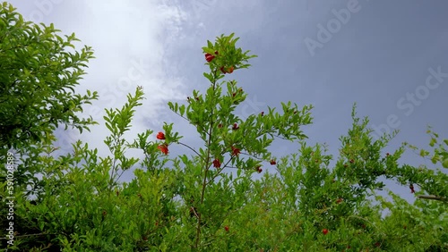 Local people farmer who grow pomegranate fresh fruit in middle east Asia but spring season and red flower blossom trees sprout buds with green leaves in rural area Ardakan Yazd Turkey traditional  photo