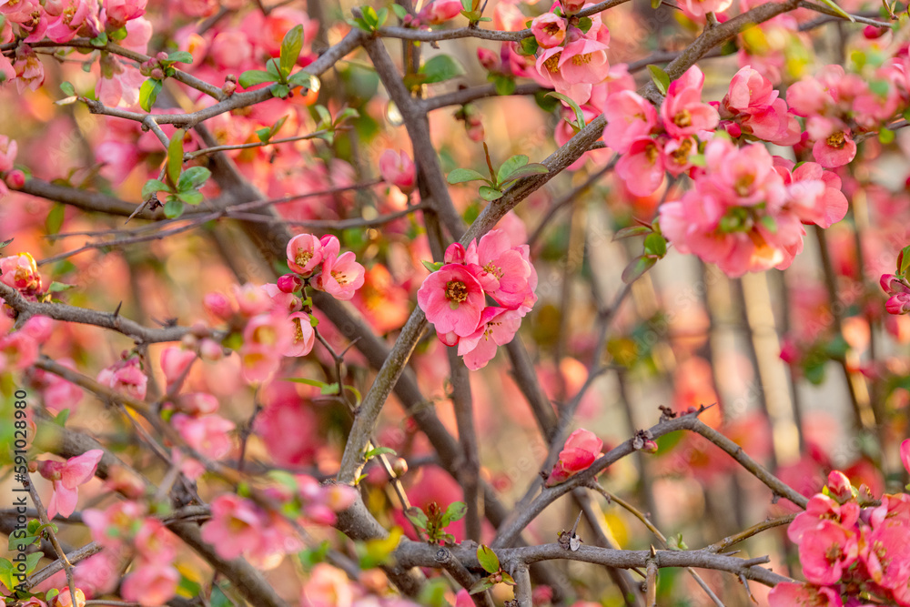 Chinese quince blooming in spring Chinese quince blooming in spring